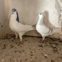 کبوتررنگی|پرنده|اقبالیه, |دیوار