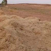 کاه نخود درجه 1