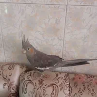 فروش عروس هلندی