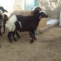 ۷ راس میش و بره طلا ی طلا