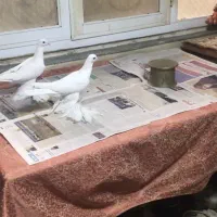 کبوتر پاپر سفید