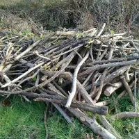 خرید چوب|خدمات باغبانی و درختکاری|آستانه اشرفیه, |دیوار