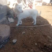 سگ ماده پاکوتاه