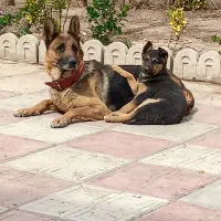 سگ ژرمن ورک اصل