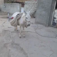 الاغ،خر ماده‌