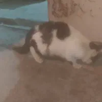 گربه دستی پیداشده