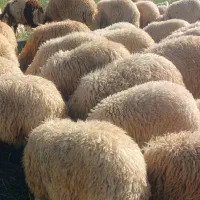 بره نر|حیوانات مزرعه|کرمانشاه, |دیوار
