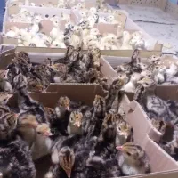 جوجه مرغ وبوقلمون