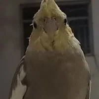 عروس هلندی گم شده ملوس