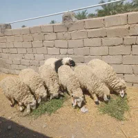 ۷ تا بره فروشی چاق و سرحال