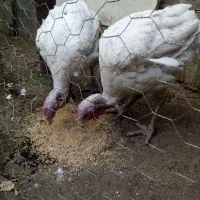 بیوتی سفید محلی