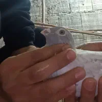 کبوتر زرد هفت رنگ نر و موشی نقره‌ای|پرنده|الوند, |دیوار