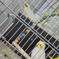 یه جفت عروس هلندی