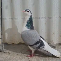 ماده واز گچی پاک