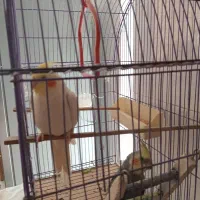 عروس هلندی|پرنده|فردیس, شهرک ۱۱۰|دیوار