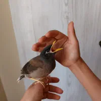 جوجه مینا