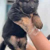 ۵ تا سگ خارجی ژرمن شپرد از بزرگ تا کوچیک