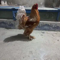 برهمای واقعی و اصل