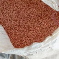 گندم آبی پیشگام