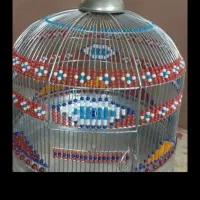 سهره خاکی جوجه بیضا