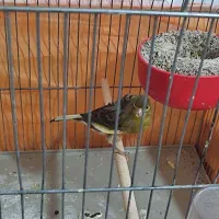 سهره|پرنده|ملایر, |دیوار