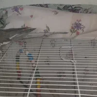 یک جفت عروس هلندی|پرنده|نیشابور, شهرک اندیشه|دیوار