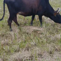 ۵راس گاو حامله