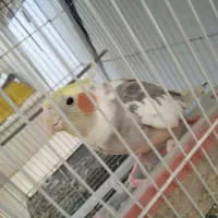 عروس هلندی