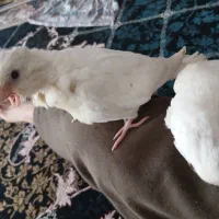 جوجه عروس هلندی آلبینو چشم شرابی|پرنده|قدس, شهر‌قدس|دیوار