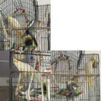 عروس هلندی و قفس ولوازم