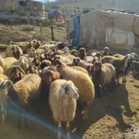 فروش دام زنده بزوتی بزومیش وشیشک چاق فلک الدین|حیوانات مزرعه|خرم‌آباد, |دیوار