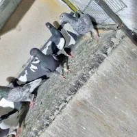 کبوتر شهرستانی تهران جاندارن