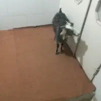 بزغاله|حیوانات مزرعه|اقبالیه, |دیوار