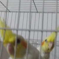 عروس هلندی|پرنده|گنبد کاووس, |دیوار