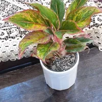 گل آپارتمانی|گل و گیاه طبیعی|بندر انزلی, کوی بهار|دیوار