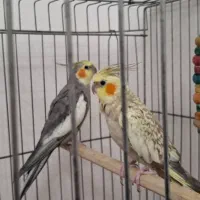 عروس هلندی جفت ومولد وسخنگو