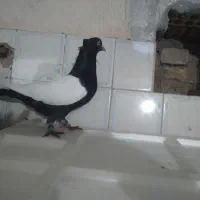 نرو ماده سینه سیاه و قهوه ای درجه یک|پرنده|اندیمشک, |دیوار