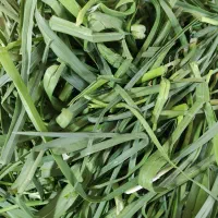 سبزی تره شسته شده تمیز