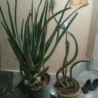 الورا بزرگ سالم