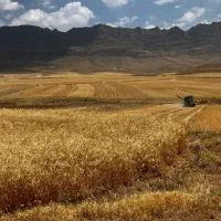 کودنسل جدید،بالابردن تناژ بیشتر حتی با بارندگی کم|عمده‌فروشی|اراک, |دیوار