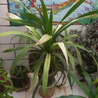 گل های طبیعی