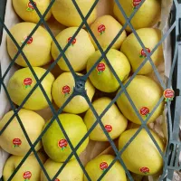 سیب درختی اعلا