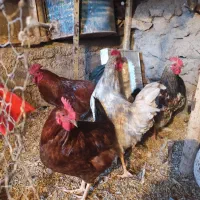 خروس محلی|حیوانات مزرعه|قیدار, |دیوار