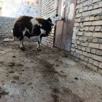 بره قوچ پلنگی