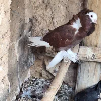 کبوتر شامپیون|پرنده|جرقویه, |دیوار