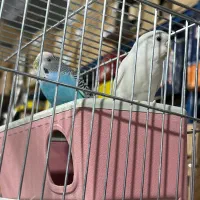 مرغ عشق|پرنده|پاکدشت, حصار امیر|دیوار