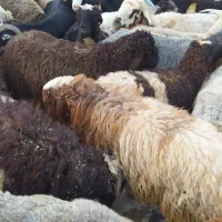 گوسفند داشتی