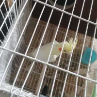 عروس هلندی|پرنده|شیراز, میانرود|دیوار