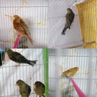 قناری نرو ماده سبز دارچینی....|پرنده|مشهد, کوی سیدی|دیوار