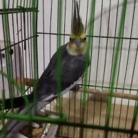 فروش عروس هلندی نر|پرنده|بهشهر, |دیوار